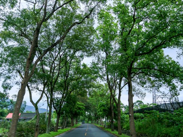 武陵綠色隧道